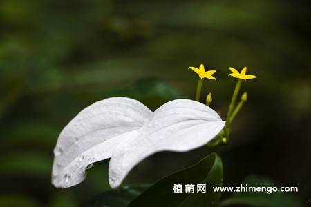 白纸扇花图片