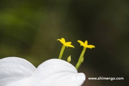 白纸扇花图片
