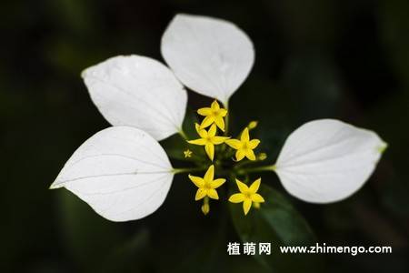 白纸扇花图片