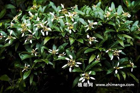 白纸扇花图片