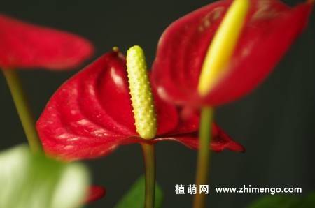 7张红掌花图片