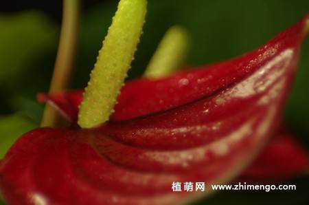 7张红掌花图片
