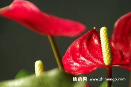 7张红掌花图片