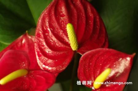 7张红掌花图片