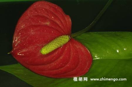 7张红掌花图片