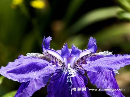 20张紫色鸢尾花卉图片