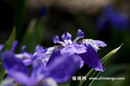 20张紫色鸢尾花卉图片