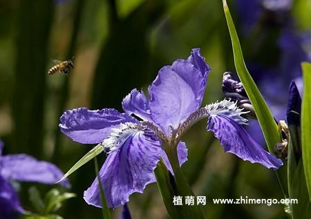 20张紫色鸢尾花卉图片