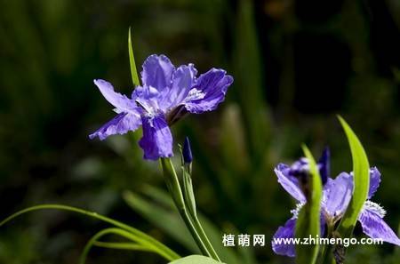 20张紫色鸢尾花卉图片