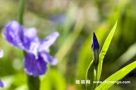 20张紫色鸢尾花卉图片