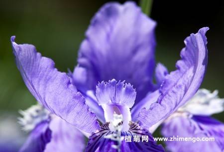 20张紫色鸢尾花卉图片