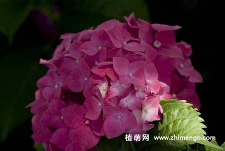 绣球花图片 12张