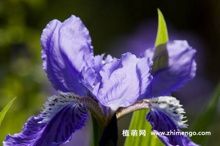 20张紫色鸢尾花卉图片