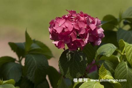 绣球花图片 12张