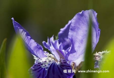 20张紫色鸢尾花卉图片