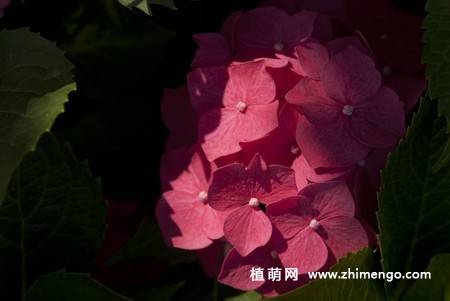 绣球花图片 12张