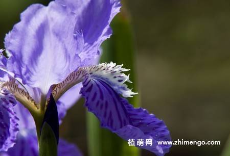 20张紫色鸢尾花卉图片