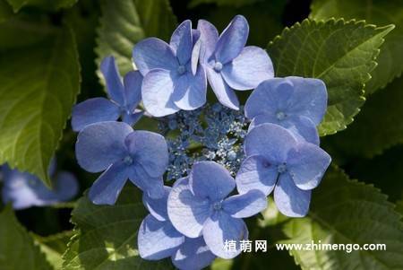 绣球花图片 12张