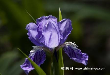 20张紫色鸢尾花卉图片