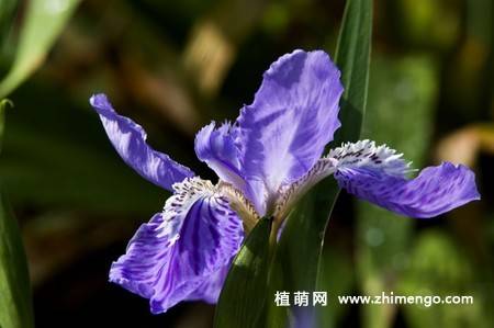 20张紫色鸢尾花卉图片