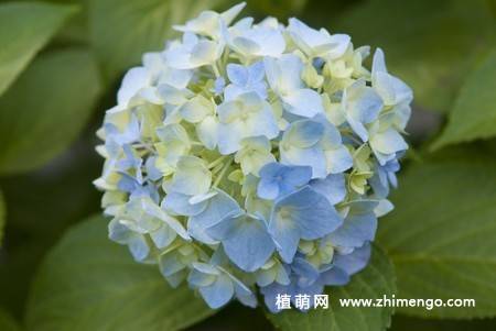 绣球花图片 12张