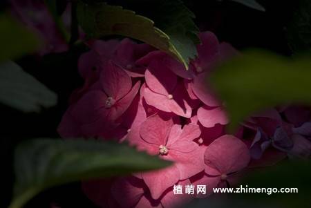 绣球花图片 12张