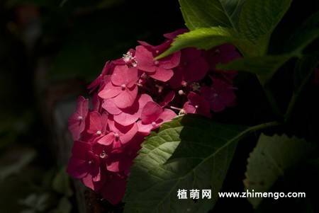 绣球花图片 12张