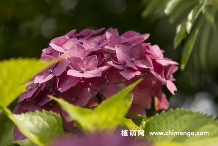 绣球花图片 12张