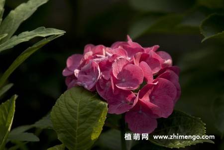 绣球花图片 12张