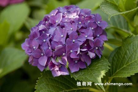 绣球花图片 12张