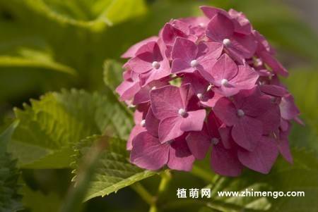 绣球花图片 12张