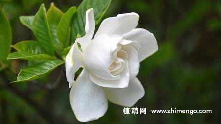白色栀子花图片