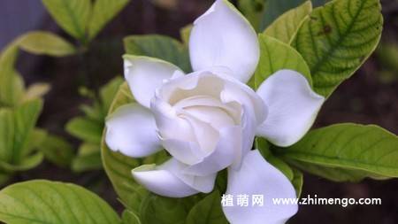 白色栀子花图片