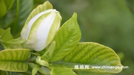 白色栀子花图片