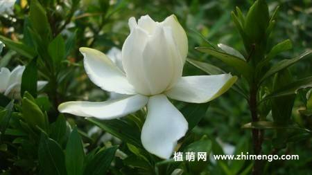 白色栀子花图片