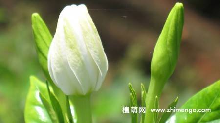白色栀子花图片