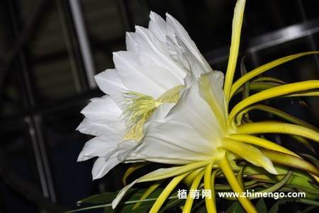 13张白色火龙果花图片