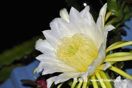 13张白色火龙果花图片