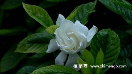 白色栀子花图片