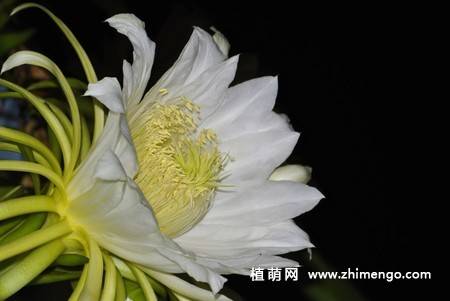 13张白色火龙果花图片