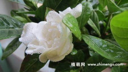 白色栀子花图片