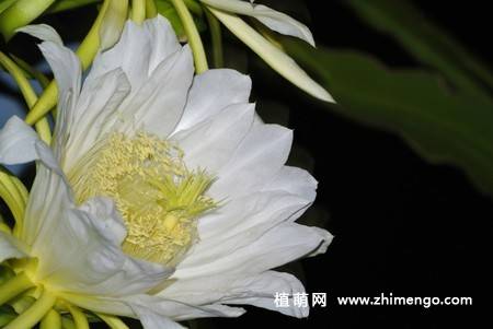 13张白色火龙果花图片