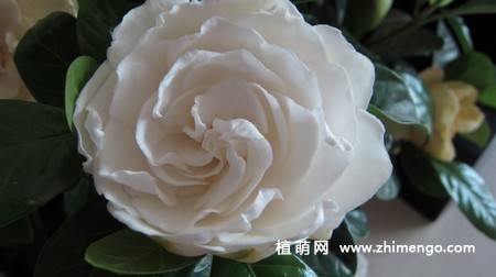 白色栀子花图片