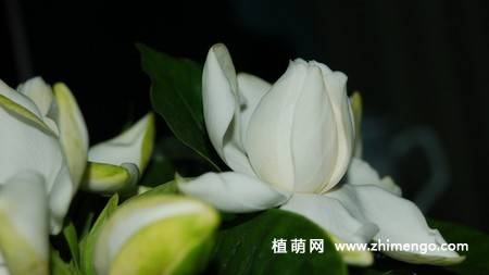 白色栀子花图片