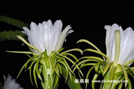 13张白色火龙果花图片