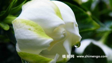 白色栀子花图片