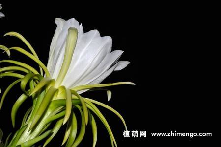 13张白色火龙果花图片