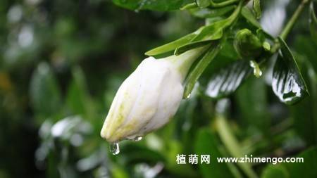 白色栀子花图片