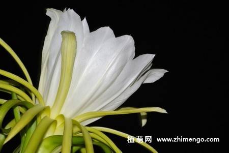 13张白色火龙果花图片