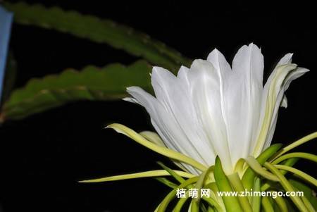 13张白色火龙果花图片